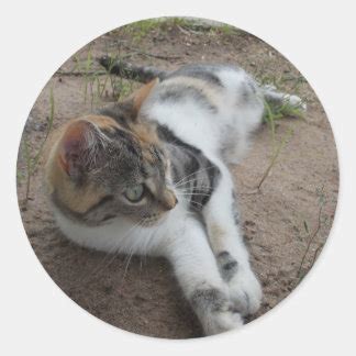 1,000+ Calico Cat Stickers and Calico Cat Sticker Designs | Zazzle