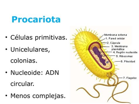 Reproducción celular mitosis PPT