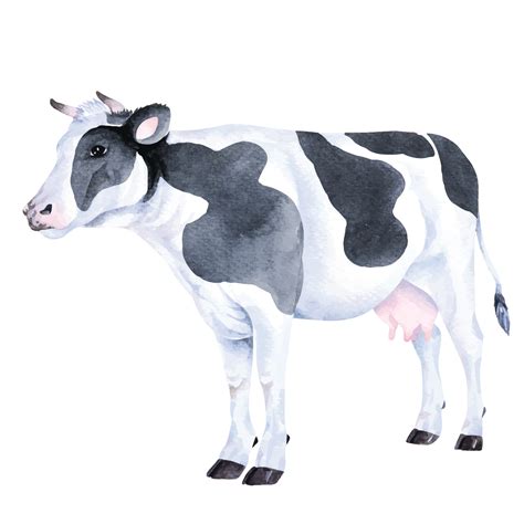 Holstein Dairy Cow Drawing