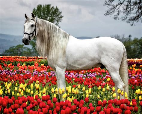 Andalusian And Tulips Photograph By Wes And Dotty Weber Fine Art America