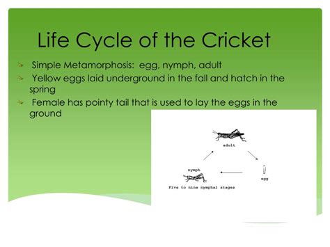 Cricket Life Cycle Diagram