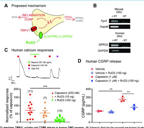 Figure 2 From Resolvin D3 Controls Mouse And Human TRPV1 Positive