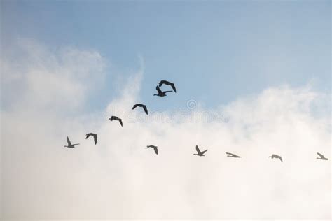 Geese Flying in a V Formation in the Sky. Stock Photo - Image of design ...