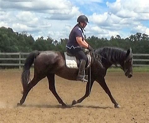 Benefits Of Trotting The Gaited Horse Naturally Gaited Horse