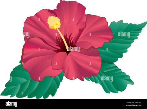 Hibiscus Red Realistic Detailed Vector Art Editable Isolated