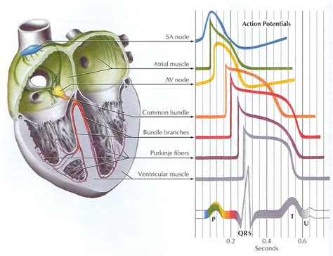 Figure From Mechanisms Of Excitation And Remodeling Of The Cardiac