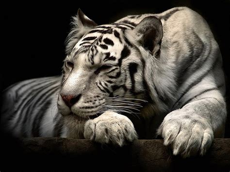 White Tiger 4K Wallpapers - Top Free White Tiger 4K Backgrounds - WallpaperAccess