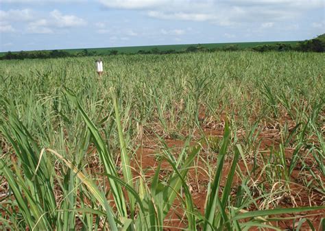 How To Control Soil Pests In Sugarcane Revista Cultivar