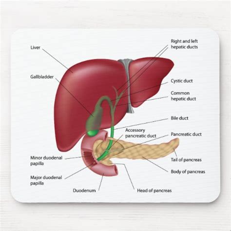 Pancreas: Pancreas Diagram