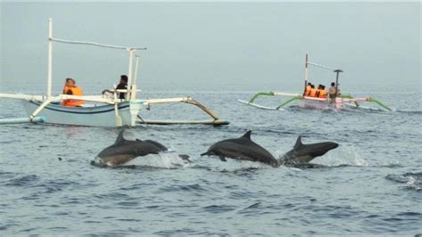 Bali Dolphin Watching At Lovina Youtube