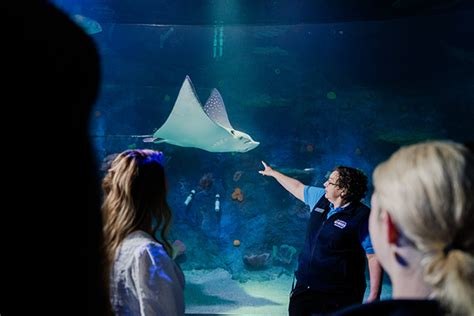 Sea Life Melbourne Aquarium Opens Its Transformed Oceanarium Featuring