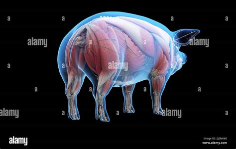 Pig anatomy, illustration Stock Photo - Alamy