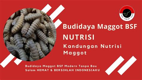 Budidaya Maggot Bsf Kandungan Nutrisi Maggot Youtube