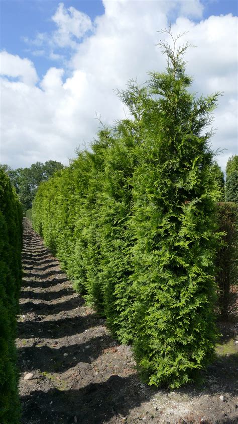 Thuja Lebensbaum Brabant Thuja Occidentalis Brabant Cm In