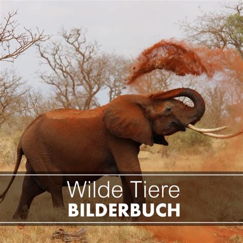 Amazon Wilde Tiere Bilderbuch Fuer Senioren Demenzkranke Und