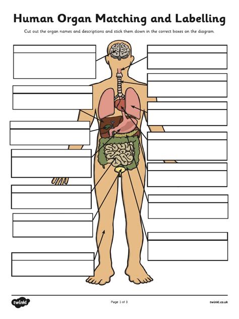 Human Organ Matching And Labelling