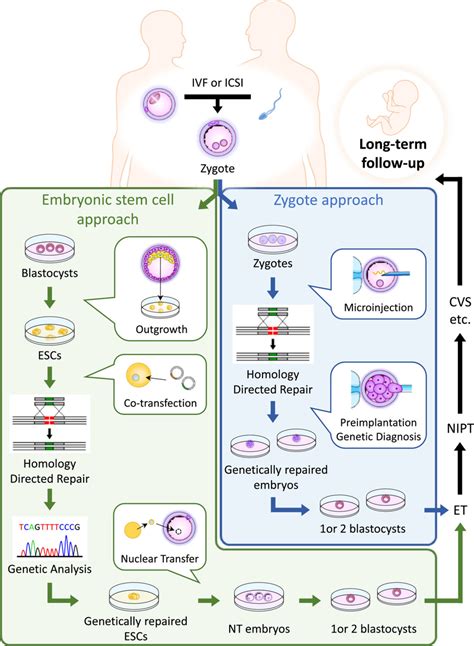 Embryonic Stem Cell Approach And Zygote Approach For Genome