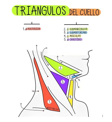 Juegos De Ciencias Juego De Tri Ngulos Del Cuello Cerebriti