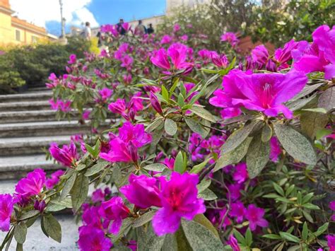 La Primavera Sboccia Sulla Scalinata Di Piazza Di Spagna Lo Spettacolo