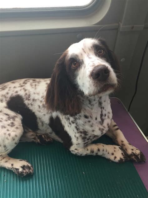 Muddy Paws Mobile Dog Grooming