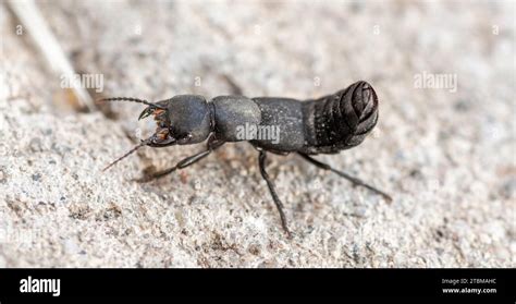 devils coach horse beetle ocypus olens stock photo alamy