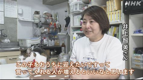 猫たちを救いたい 保護猫活動の思い 開放型シェルター設立へ Nhk