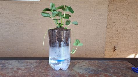 DIY 2 Liter Self Watering Plant System YouTube