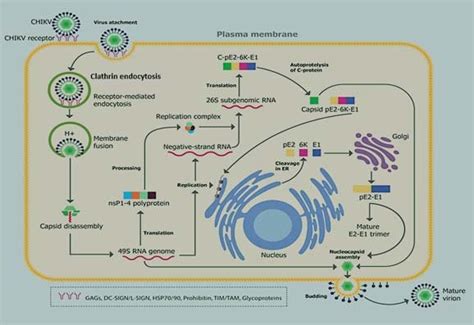 Life Cycle Of Chikv In Infected Cells The Majority Of The Cells That