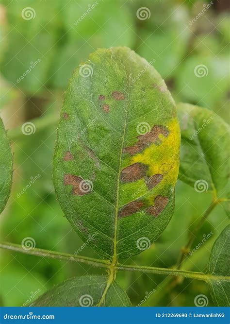 Bacterial Leaf Spot Disease On Rose Royalty-Free Stock Photo ...