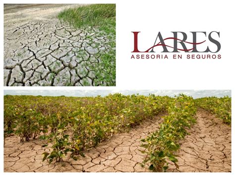 Seguros Para El Cultivo Lares Al Contratar Tu Seguro Agrícola Con Lares Asesores Tus Cultivos