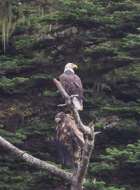 Bald Eagle with its fledgling – Mendonoma Sightings