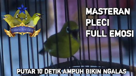 PLECI GACOR MASTERAN PLECI FULL ISIAN NEMBAK NGOTOT EMOSI UNTUK