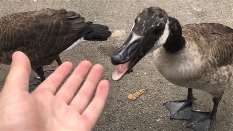 Goose Tries To Eat My Hand For No Reason Youtube