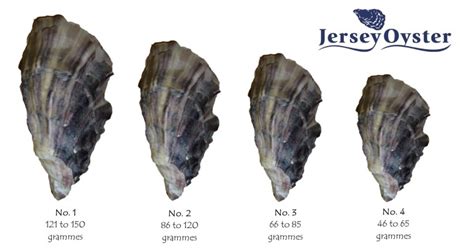 Jersey Oyster