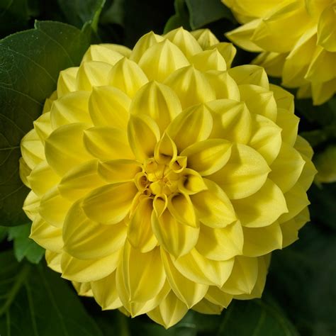 Dahlia Dalina Grande Yellow White House Nursery