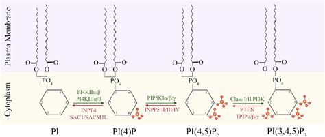 figure   striking  balance pip  pip signaling  neuronal