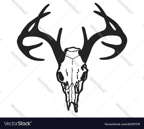 Skull Of Deer Royalty Free Vector Image Vectorstock