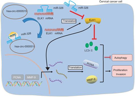 Circular Rna Hsa Circ Acts As A Mir Sponge To Promote