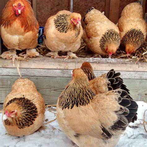 Miniature Chicken Breeds