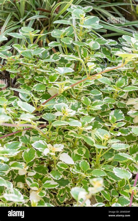 Plectranthus Variegata Plectranthus Coleoides Plectranthus