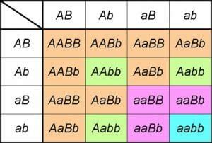Genotypic Ratio | Biology Dictionary