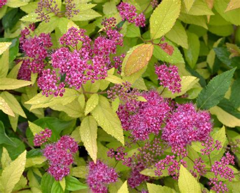 Spiraea X Bumalda Gold Mound Spir E Dor P Pini Re Du Penthi Vre