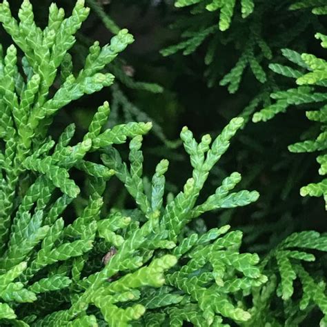 Thuja Occidentalis Emerald Green