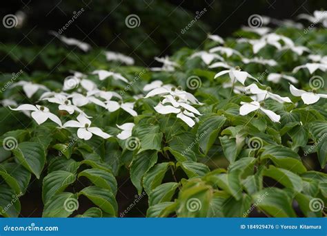 Kousa dogwood flowers stock photo. Image of leaf, natural - 184929476