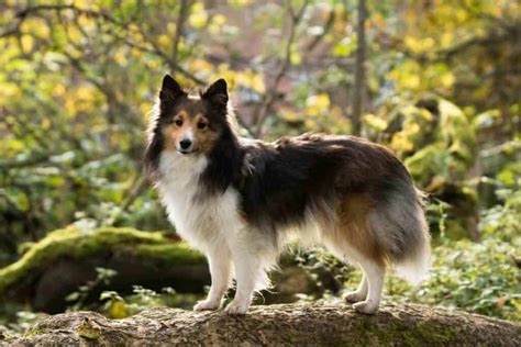 Do Shelties Change Colors Shetland Sheepdogs Embora Pets