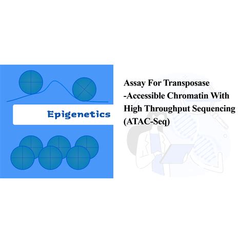 Assay For Transposase Accessible Chromatin With High Throughput