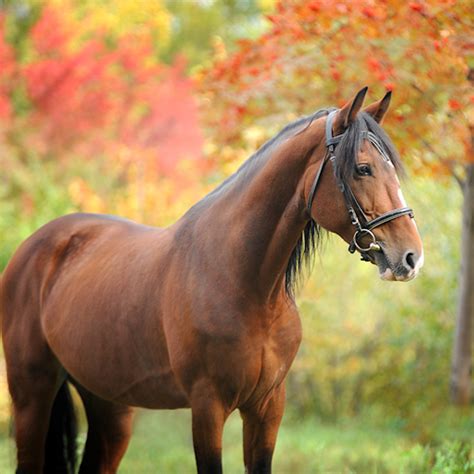 A Fall Checklist to Maintain Your Horse’s Health