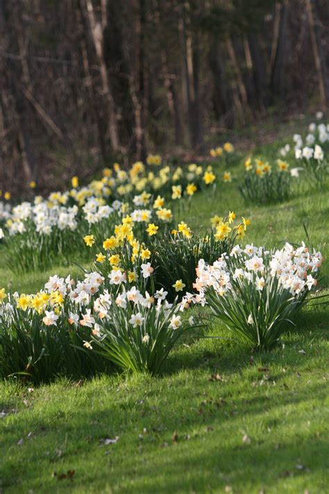 Daffodil Day | Visit CT