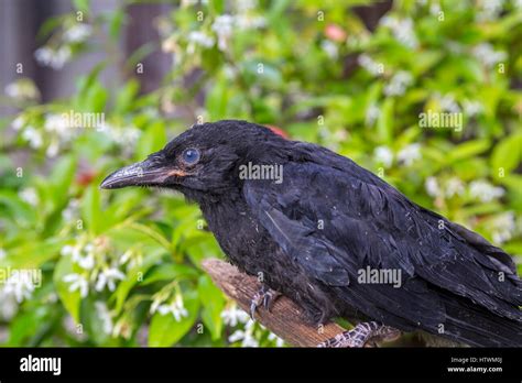 American Crow Fledgling Crow Juvenile Crow Injured Bird Injured