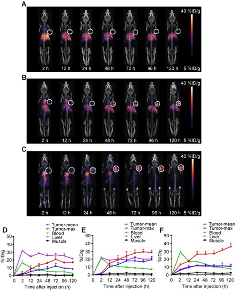 PET CT imaging of 89 Zr labeled αPD L1 antibodies identifies Y003 for